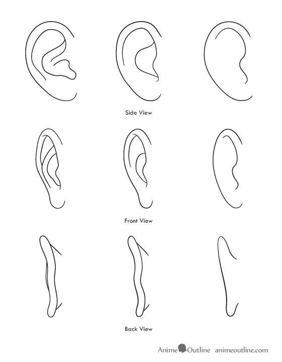 pic Wolf Ears Drawing Side View how to draw anime and manga ears