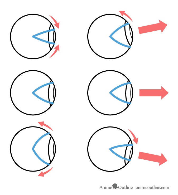 Eyelid movement and eye rotation illustration