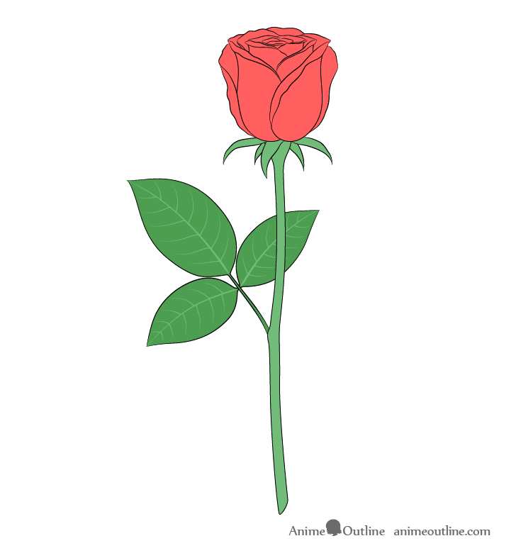 Rose color drawing full