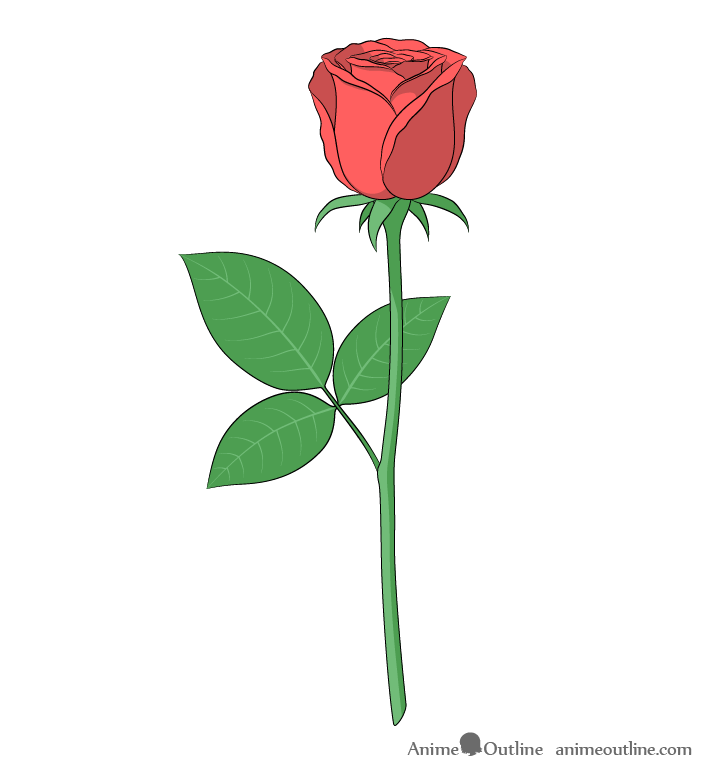 Full rose drawing