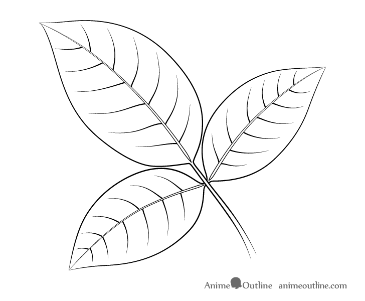 Rose leaves line drawing