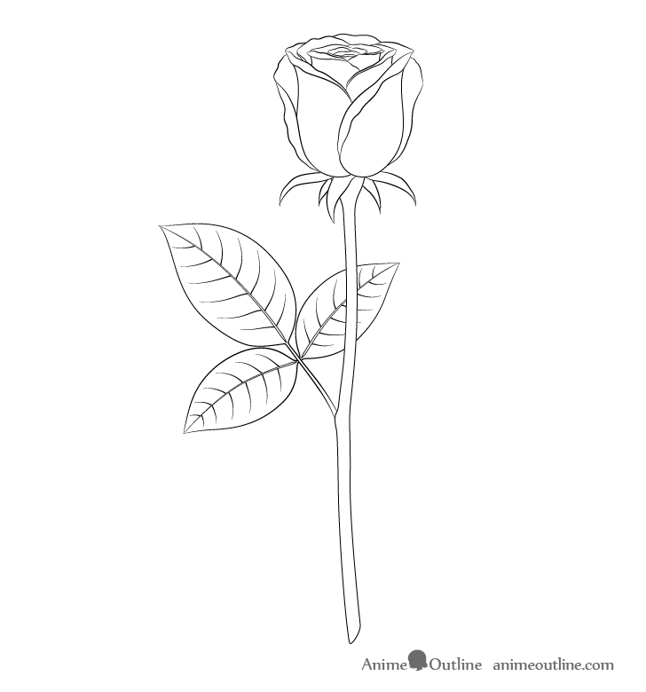 How to Draw a Rose Step by Step - AnimeOutline