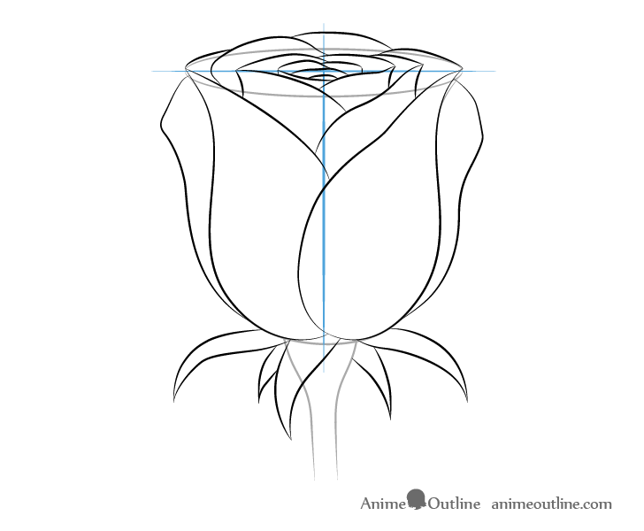 Rose outer petals drawing